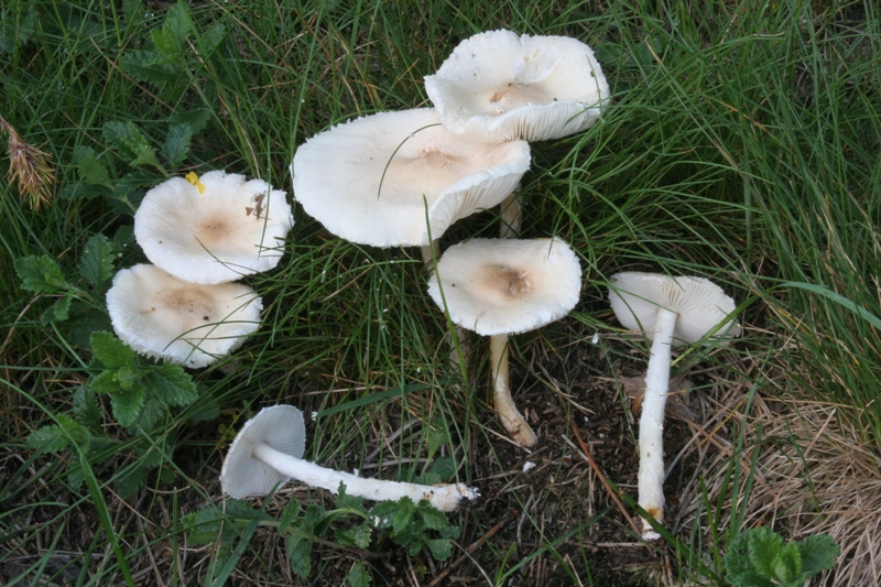 Lepiota alba